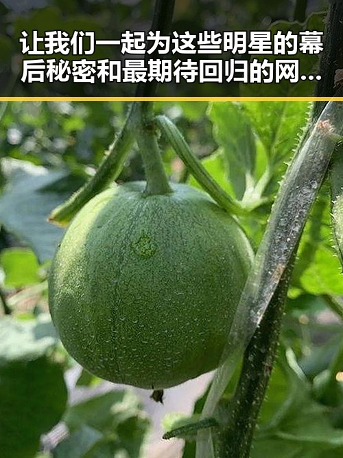 让我们一起为这些明星的幕后秘密和最期待回归的网红瓜田揭秘